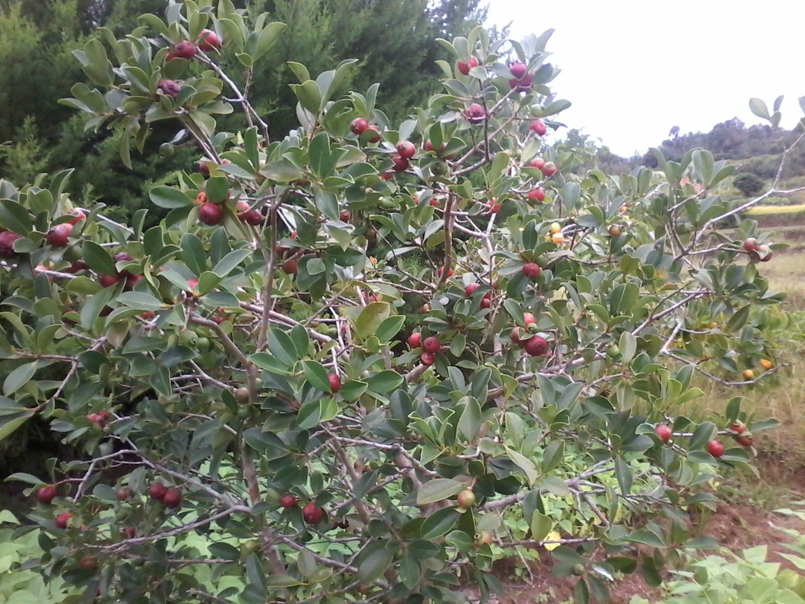 Goyaviers cultivés